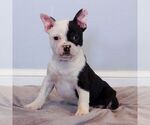 Small Photo #1 Faux Frenchbo Bulldog Puppy For Sale in NARVON, PA, USA