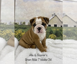 English Bulldog Puppy for sale in DEWITT, VA, USA