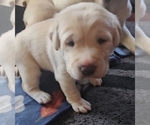 Image preview for Ad Listing. Nickname: Litter of 3