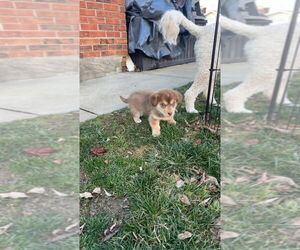 Dachshund-Siberian Husky Mix Dogs for adoption in Aurora, IN, USA