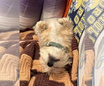 Small #12 Silky Terrier Mix
