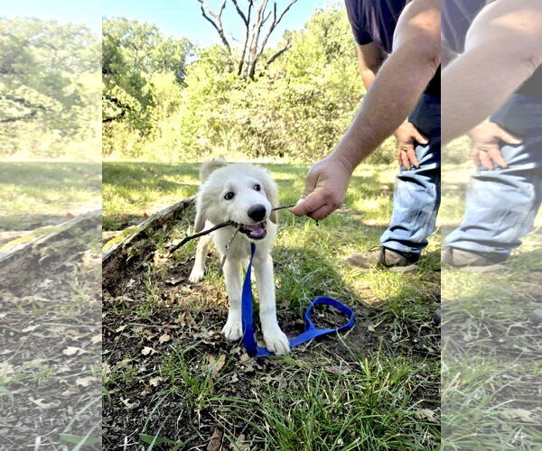 Medium Photo #4 Great Pyrenees Puppy For Sale in Spring, TX, USA
