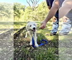 Small #3 Great Pyrenees