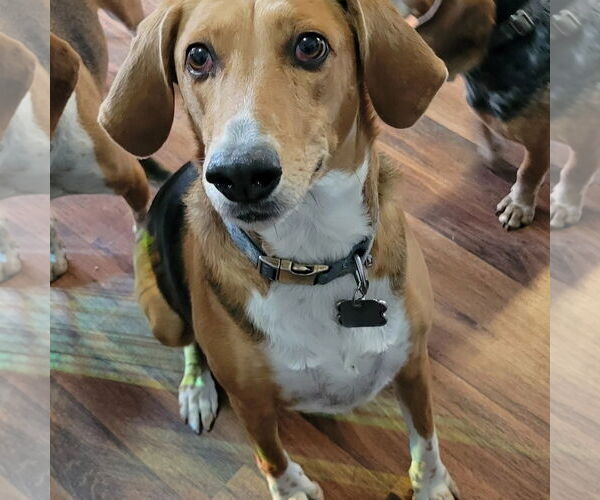 Medium Photo #4 Beagle-Unknown Mix Puppy For Sale in Las Vegas, NV, USA