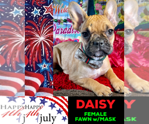French Bulldog Puppy for sale in HEATHROW, FL, USA
