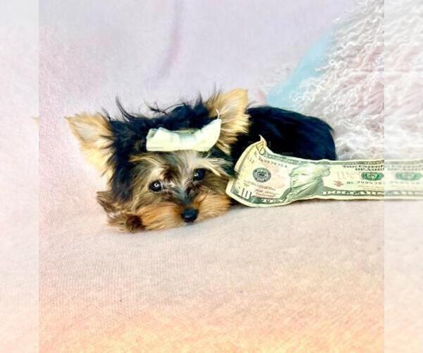 Medium Photo #2 Yorkshire Terrier Puppy For Sale in BAYVILLE, NJ, USA