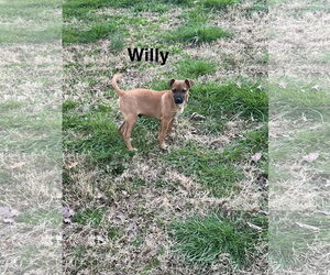 Willy - Male Chihuahua-Unknown Mix Dog for Adoption - Photo #5