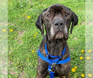 Mutt Dogs for adoption in Boston, MA, USA
