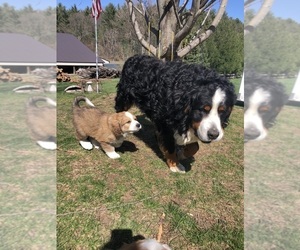 Father of the Great Bernese puppies born on 03/09/2024