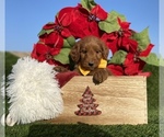 Small Photo #4 Australian Labradoodle Puppy For Sale in PORTERVILLE, CA, USA