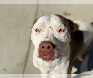 Mutt Dogs for adoption in Tulsa, OK, USA