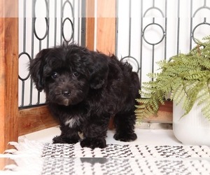 Yo-Chon Puppy for sale in NAPLES, FL, USA