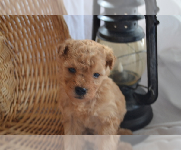 Medium Photo #5 Cavapoo (Miniature)-Poodle (Toy) Mix Puppy For Sale in GREENWOOD, WI, USA