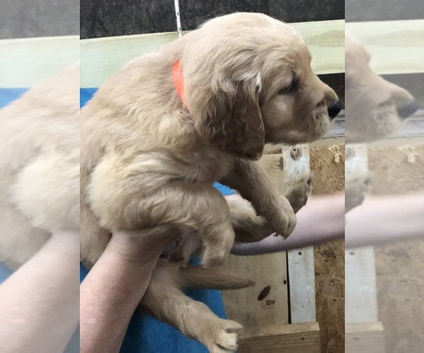 Medium Photo #5 Golden Retriever Puppy For Sale in MCCOMB, MS, USA