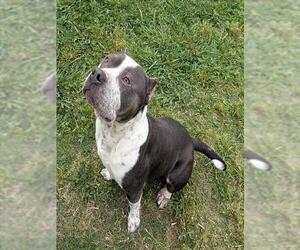 Mutt Dogs for adoption in Plano, TX, USA