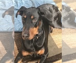 Small Photo #12 Doberman Pinscher Puppy For Sale in SCAPPOOSE, OR, USA