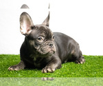 Small Photo #4 French Bulldog Puppy For Sale in JACKSONVILLE, FL, USA