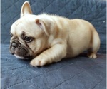 Small Photo #33 French Bulldog Puppy For Sale in MANHATTAN, NY, USA