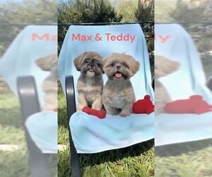 Shih Tzu Dogs for adoption in Weston, FL, USA