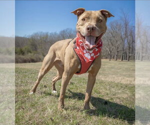 American Pit Bull Terrier Dogs for adoption in Westminster, MD, USA