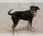 Small #1 Labrador Retriever Mix