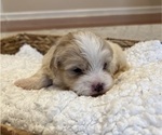 Small Photo #2 Maltipoo Puppy For Sale in CHARLOTTE, NC, USA