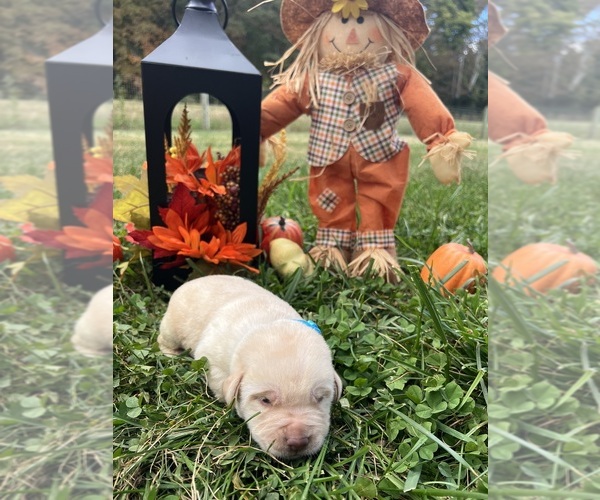 Medium Photo #10 Labrador Retriever Puppy For Sale in NEOLA, WV, USA