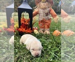 Small #9 Labrador Retriever