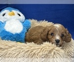 Small Photo #4 Cavapoo Puppy For Sale in DUNDEE, OH, USA