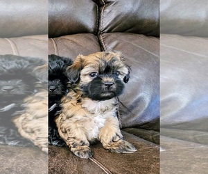 Zuchon Puppy for sale in CLEVELAND, TN, USA