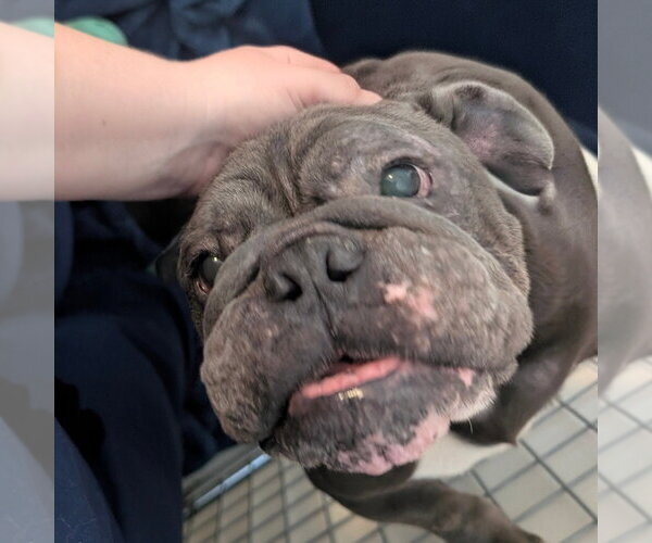 Medium Photo #2 Bulldog-Unknown Mix Puppy For Sale in Chico, CA, USA