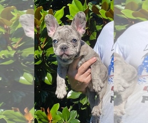 French Bulldog Puppy for sale in LUSBY, MD, USA