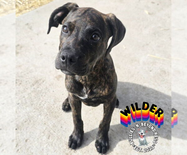 Medium Photo #15 Boxer-German Wirehaired Pointer Mix Puppy For Sale in Omaha, NE, USA