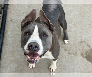 Bull Terrier Dogs for adoption in Tulsa, OK, USA