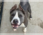 BUTTER CUP - Female Bull Terrier Dog for Adoption - Small photo