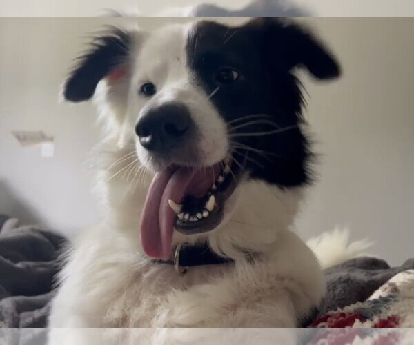 Medium Photo #3 Aussie Pyrenees Puppy For Sale in Houston, TX, USA