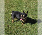 Small #1 French Bulldog