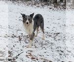 Small Photo #1 Border-Aussie Puppy For Sale in BLUE RIVER, WI, USA