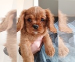 Puppy Fred Cavalier King Charles Spaniel