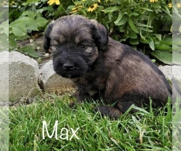 Medium Photo #2 Miniature Labradoodle Puppy For Sale in CLARE, MI, USA