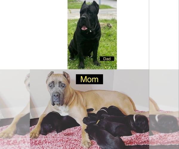 Medium Photo #1 Cane Corso Puppy For Sale in STOCKBRIDGE, GA, USA