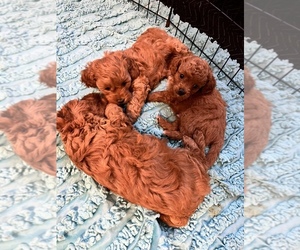 Cavapoo Puppy for sale in KALAMAZOO, MI, USA