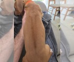 Small #3 Rhodesian Ridgeback