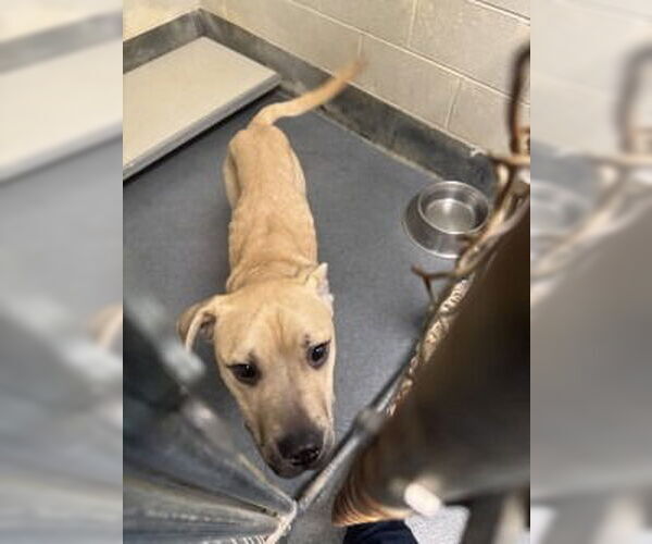 Medium Photo #1 Labrador Retriever Puppy For Sale in Glen Allen, VA, USA