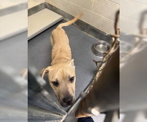 Labrador Retriever Dogs for adoption in Glen Allen, VA, USA