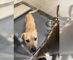 Small Labrador Retriever