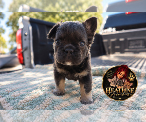 French Bulldog Puppy for sale in QUEEN CREEK, AZ, USA