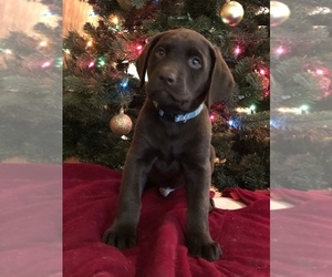 Labrador Retriever Puppy for Sale in CANAL WINCHESTER, Ohio USA