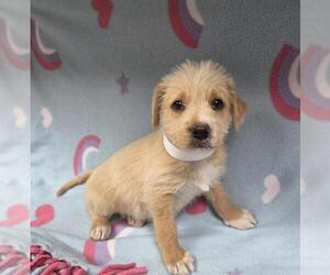 Irish Terrier-Unknown Mix Dogs for adoption in HESPERIA, CA, USA