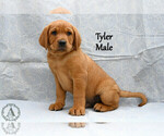 Puppy Tyler Labrador Retriever